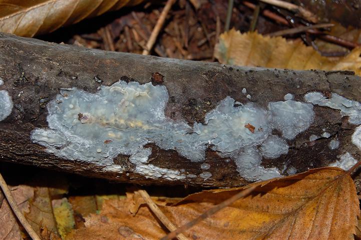 Radulomyces confluens